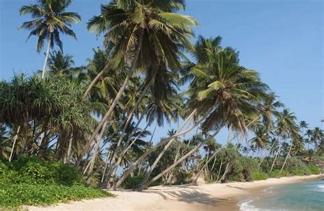 Dickwella Beach: Know Everything About This Hidden Gem In 2026