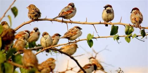 A bird that almost killed mighty China! Yes, just a few Years back ...