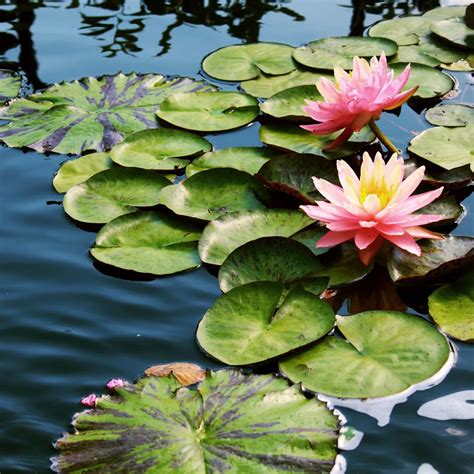 Are Water Lilies Poisonous To Cats?