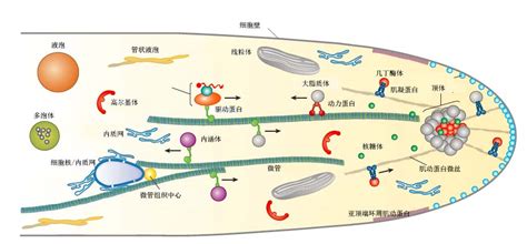 科学网—丝状真菌菌丝顶端生长 - 刘伟的博文