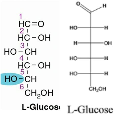 Fischer Projection D Glucose