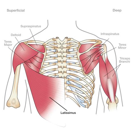 Anatomy Of The Shoulder Muscles Shoulder Muscles Anatomy Anatomy Human Body - Human Anatomy ... - Human Anatomy Shoulder Muscles