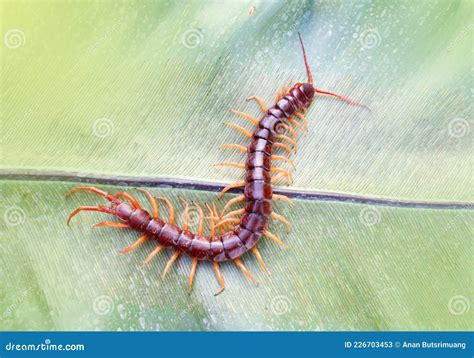 Centipedes Are Poisonous Animals. Royalty-Free Stock Photography ...