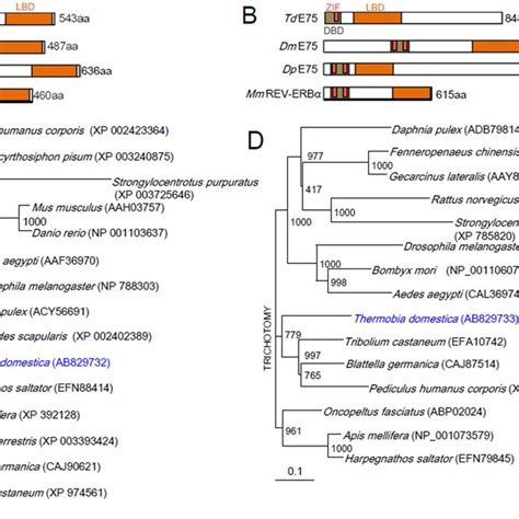 Image result for Conserved Sequence