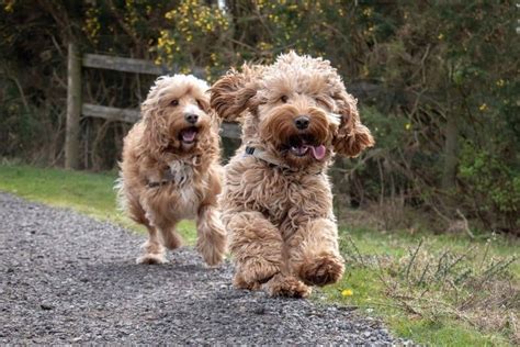 Image result for Cockapoo Dog Names