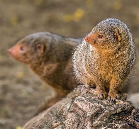 What Is Plural For Mongoose at Johnny Will blog