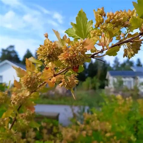 Plant Family: 57 Genera in Polygonaceae