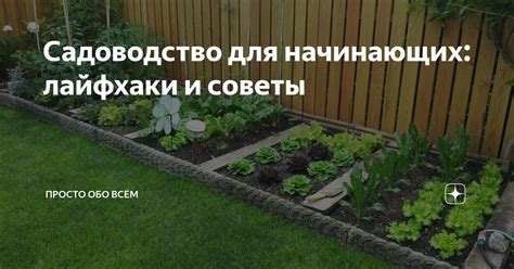Садоводство для начинающих: лайфхаки и советы | Просто обо всём | Дзен