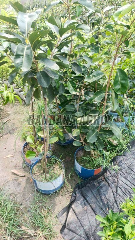 Hybrid Jamun Plant Manufacturer, Supplier from Kolkata