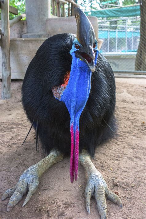 Cassowary Claw