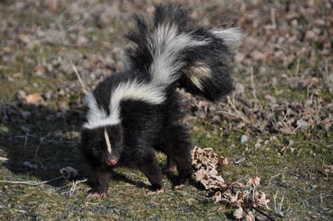 What Do Skunks Eat? - Animals Around The Globe