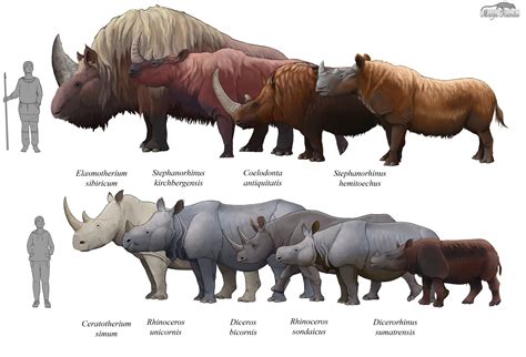 The Rhino species that encountered Homo sapiens. Artwork by Maija Karala (@MaijaKarala on ...