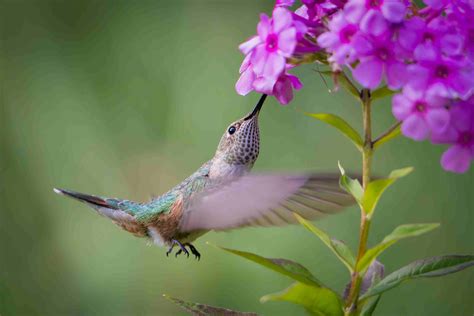 What Flowers Attract Hummingbird at Randall Graves blog