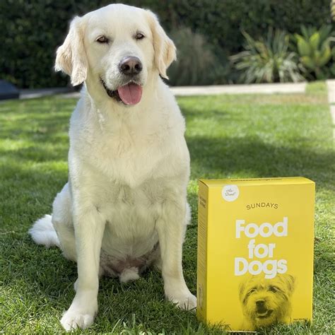 Sundays Dog Food Review | The Quality Edit