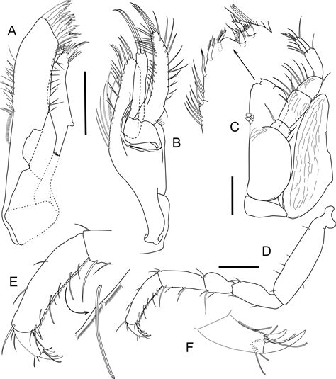 Fig. 10 in A new family of Asellota (Crustacea, Isopoda) from the deep sea of Zealandia