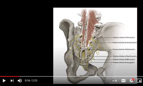 Inferior Cluneal Nerve