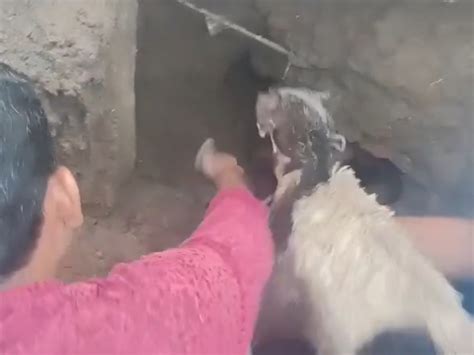 The fire brigade team rescued a baby goat that was feeding in a well in ...
