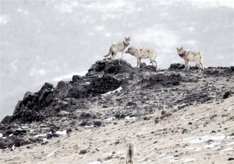 羌塘无人区遇到西藏狼，它最害怕火光，遇到火堆就跑得无影无踪_动物