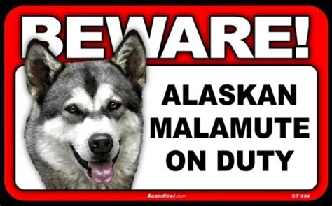 BEWARE Guard Dog on Duty Sign - Alaskan Malamute : Amazon.in: Garden ...