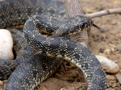 Fotos gratis : fauna silvestre, reptil, serpiente de cascabel ...