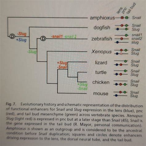 Solved Using figure 7 as a guide, place the following events | Chegg.com