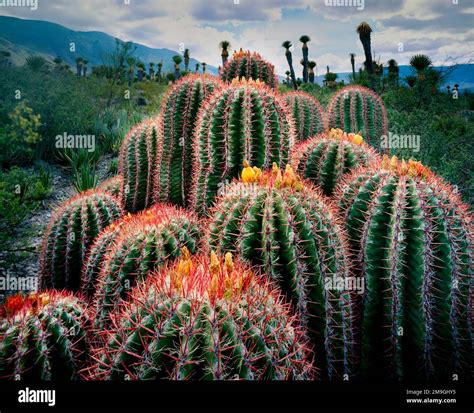 Nature photograph of cacti (Ferocactus stainsii), Chihuahuan Desert ...