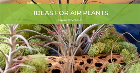 How to Mount Air Plants 的图像结果