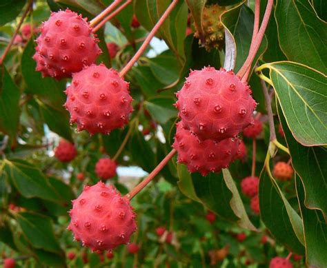 Kousa Dogwood Fruit (Cornus kousa): Does it really have Health Benefits?
