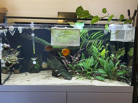 Discus Tutorial 的图像结果