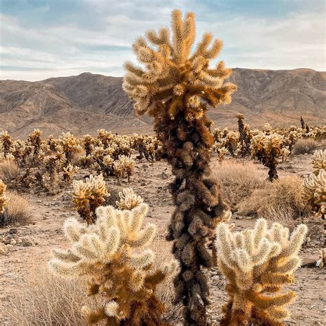 The Ultimate Guide To Cholla Cactus Garden Joshua Tree