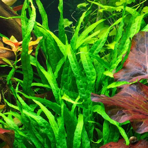 Java Fern Small Leaves at Tip 的图像结果