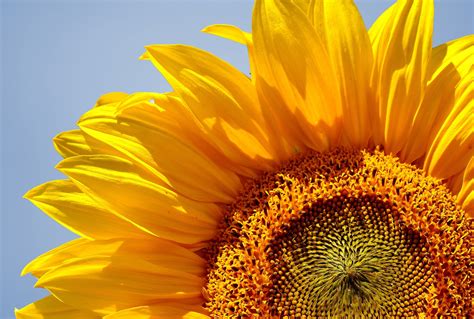 Sunflower No-Till Drill 的图像结果