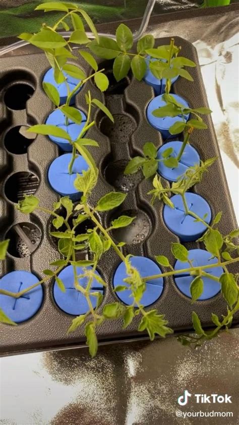 Cloning Machine 的图像结果