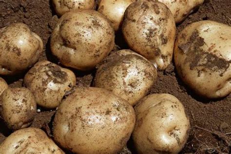土豆几月份种植-农百科