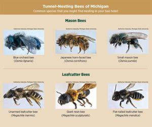 Bee Swarm Simulator Script Pastbien 的图像结果