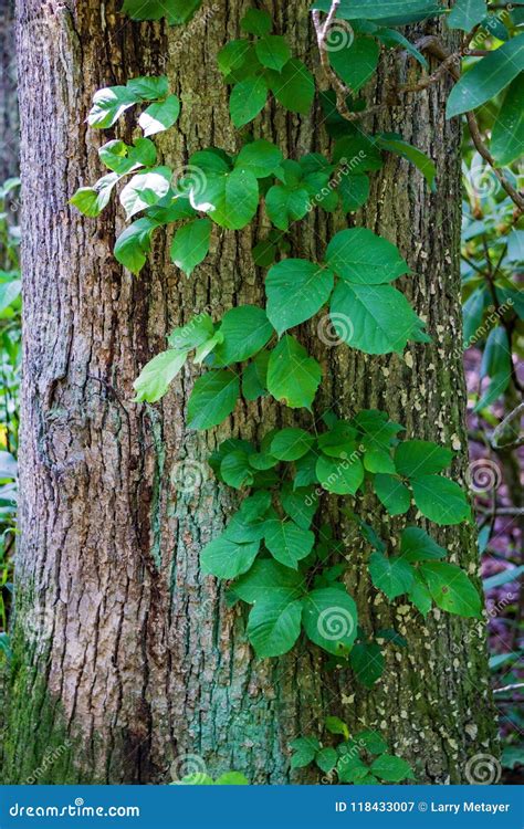 Poison Ivy Vines Growing Over Trees And Shrubs Royalty-Free Stock Image ...