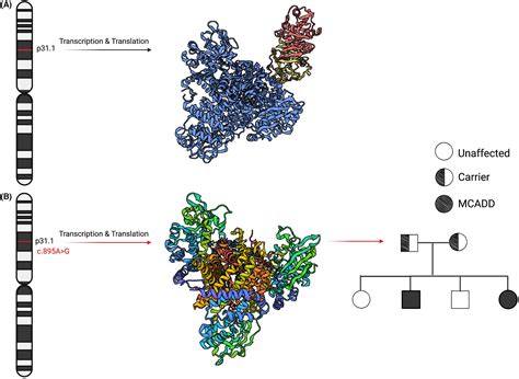 Medium‐chain Acyl‐COA dehydrogenase deficiency: Pathogenesis, diagnosis, and treatment - Mason ...