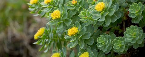 What is Rhodiola? - Rhodiola 101 Guide | Botanic Tonics