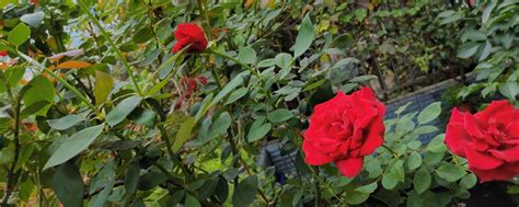 玫瑰与月季的区别是什么？[玫瑰花]玫瑰花茎上有刺-探索趣闻网