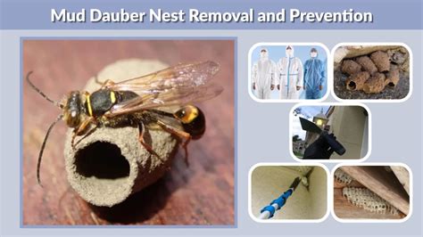 Mud Dauber Wasp Nest: Identification, Removal, and Facts