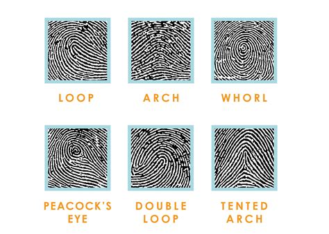 Fingerprint Types – Flutterbye Prints