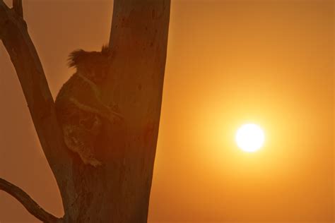 Help koalas survive bushfires - Friends of the Koala