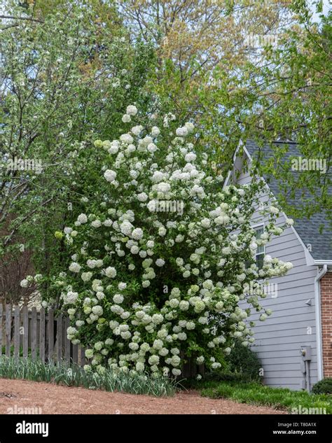 Japanese snowball bush, Viburnum plicatum, in flower in an urban ...