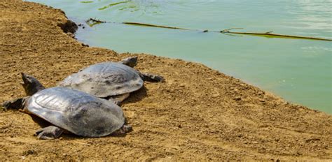 Image result for Turtle Color