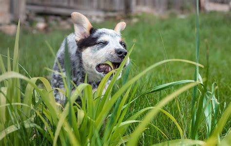 Why do dogs eat grass? | Company Of Animals US