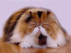 gatti persiani immagini i colori dei gatti persiani gattipersiani it gatti gatti persiani immagini i colori dei gatti persiani gattipersiani it gatti