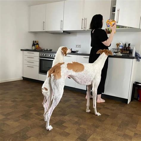 Human for scale! : r/Greyhounds
