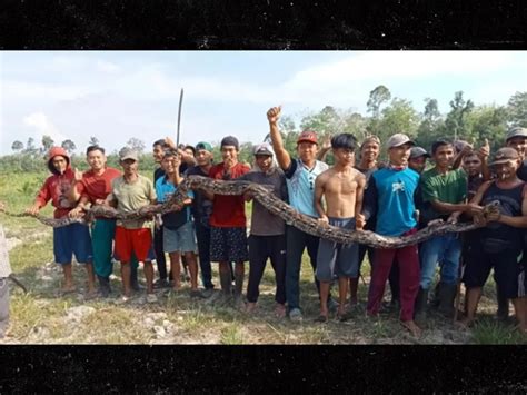 Image result for 16-Foot Python