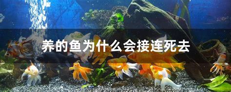 水产养殖知识之死鱼对养殖水的危害_广州环控农业生物科技有限公司