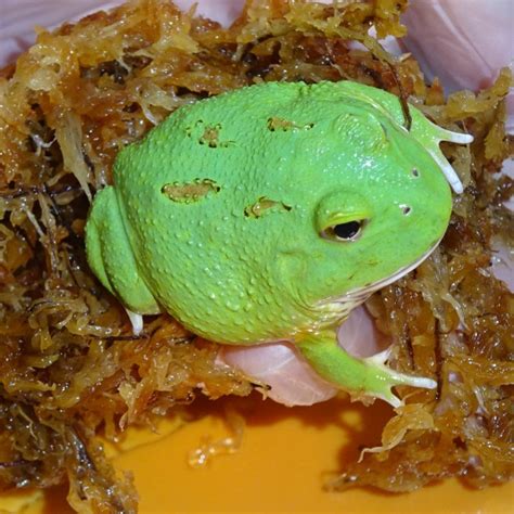 Large Pacman Frog